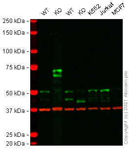 Western blot - Anti-NEK2 antibody [20/NEK2] - BSA and Azide free (AB279722)
