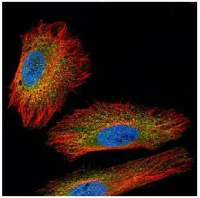 Immunocytochemistry/ Immunofluorescence - Anti-NEK2 antibody (AB227958)