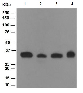 Western blot - Anti-NEK6 antibody [EPR5282] (AB109177)