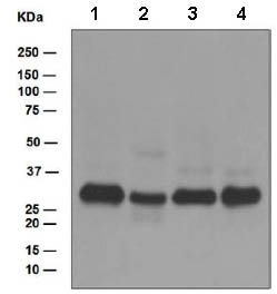 Western blot - Anti-NEK6 antibody [EPR5283] (AB133494)