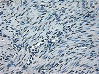 Immunohistochemistry (Formalin/PFA-fixed paraffin-embedded sections) - Anti-NEK6 antibody [OTI2H7] (AB117986)