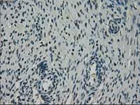 Immunohistochemistry (Formalin/PFA-fixed paraffin-embedded sections) - Anti-NEK6 antibody [OTI2H7] (AB117986)