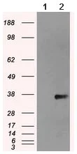Western blot - Anti-NEK6 antibody [OTI2H7] (AB117986)