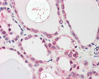 Immunohistochemistry (Formalin/PFA-fixed paraffin-embedded sections) - Anti-NEK7 antibody (AB166776)