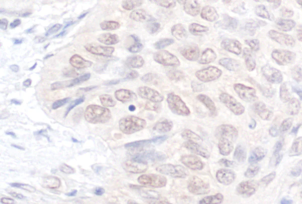 Immunohistochemistry (Formalin/PFA-fixed paraffin-embedded sections) - Anti-NEK7 antibody (AB95873)