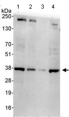 Western blot - Anti-NEK7 antibody (AB95873), expandable thumbnail