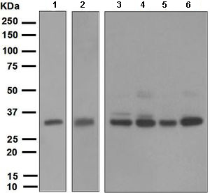 Western blot - Anti-NEK7 antibody [EPR4900] (AB133514), expandable thumbnail