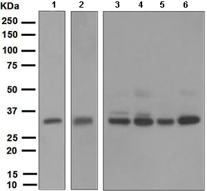 Western blot - Anti-NEK7 antibody [EPR4900] (AB133514)
