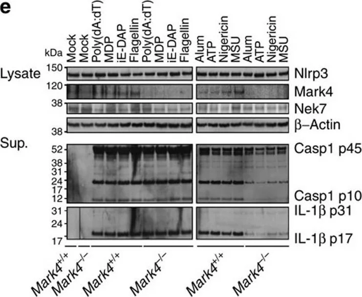 Western blot - Anti-NEK7 antibody [EPR4900] (AB133514)