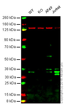 Western blot - Anti-NEK7 antibody [EPR4900] (AB133514), expandable thumbnail