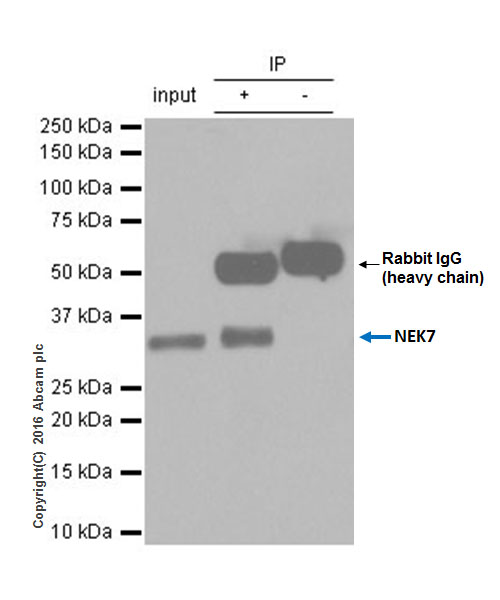 Immunoprecipitation - Anti-NEK7 antibody [EPR4900] - BSA and Azide free (AB240065), expandable thumbnail
