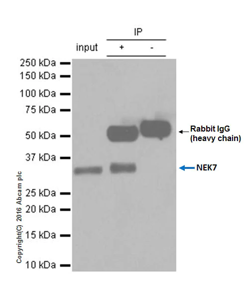 Immunoprecipitation - Anti-NEK7 antibody [EPR4900] - BSA and Azide free (AB240065)