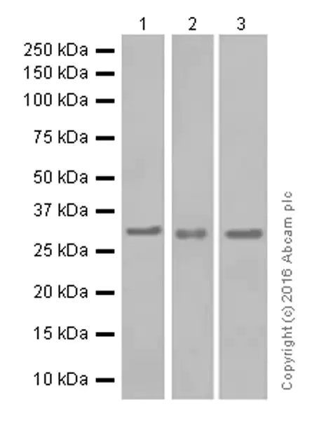Western blot - Anti-NEK7 antibody [EPR4900] - BSA and Azide free (AB240065)