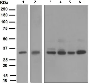 Western blot - Anti-NEK7 antibody [EPR4900] - BSA and Azide free (AB240065), expandable thumbnail