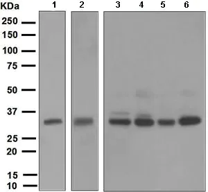 Western blot - Anti-NEK7 antibody [EPR4900] - BSA and Azide free (AB240065)