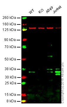 Western blot - Anti-NEK7 antibody [EPR4900] - BSA and Azide free (AB240065), expandable thumbnail