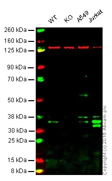 Western blot - Anti-NEK7 antibody [EPR4900] - BSA and Azide free (AB240065)