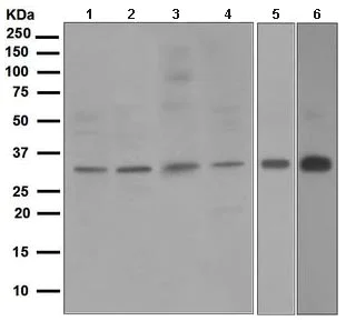 Western blot - Anti-NEK7 antibody [EPR4901] (AB109433)