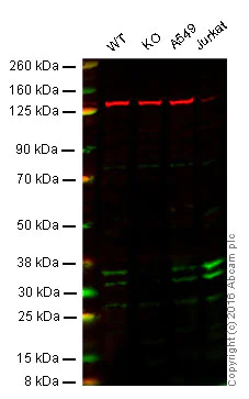 Western blot - Anti-NEK7 antibody [EPR4901] (AB109433)