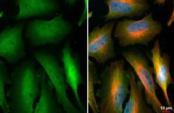 Immunocytochemistry/ Immunofluorescence - Anti-NEK7 antibody [HL1348] - BSA and Azide free (AB313844)