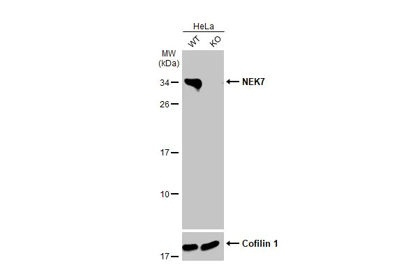 Western blot - Anti-NEK7 antibody [HL1348] - BSA and Azide free (AB313844)