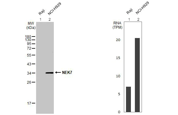 Western blot - Anti-NEK7 antibody [HL1348] - BSA and Azide free (AB313844)