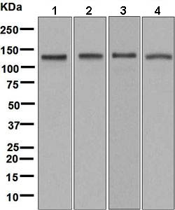 Western blot - Anti-NEK9 antibody [EP7361] (ab138488), expandable thumbnail