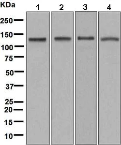 Western blot - Anti-NEK9 antibody [EP7361] (AB138488)