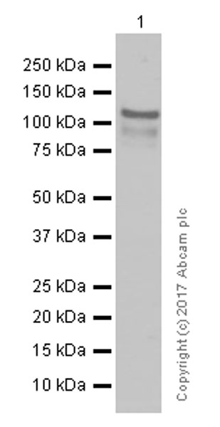 Western blot - Anti-NEK9 antibody [EP7361] (AB138488), expandable thumbnail