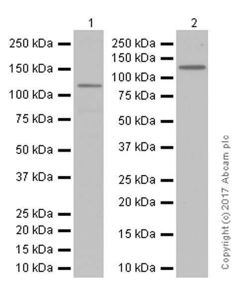 Western blot - Anti-NEK9 antibody [EP7361] (ab138488), expandable thumbnail