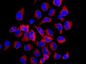 Immunocytochemistry/ Immunofluorescence - Anti-NEK9 antibody [EP7361] - BSA and Azide free (AB248844)