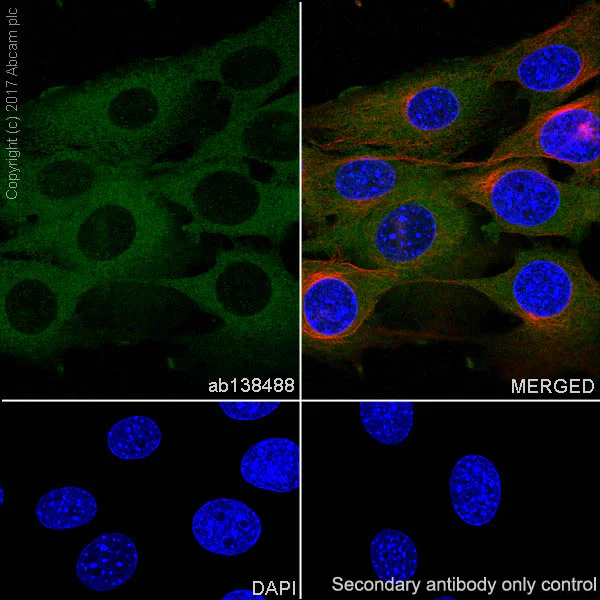 Immunocytochemistry/ Immunofluorescence - Anti-NEK9 antibody [EP7361] - BSA and Azide free (AB248844)