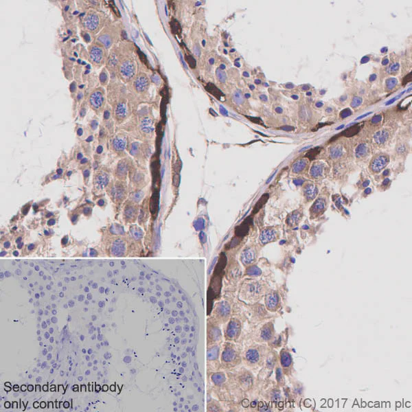 Immunohistochemistry (Formalin/PFA-fixed paraffin-embedded sections) - Anti-NEK9 antibody [EP7361] - BSA and Azide free (AB248844)