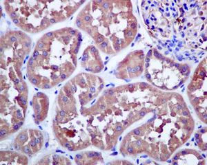 Immunohistochemistry (Formalin/PFA-fixed paraffin-embedded sections) - Anti-NEK9 antibody [EP7361] - BSA and Azide free (AB248844)
