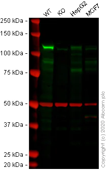 Western blot - Anti-NEK9 antibody [EP7361] - BSA and Azide free (AB248844)
