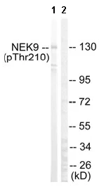 Western blot - Anti-NEK9 (phospho T210) antibody (AB63553)