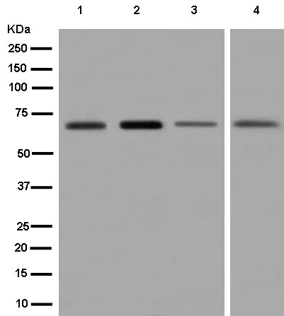 Western blot - Anti-NELF antibody [EPR8976(2)] - BSA and Azide free (AB250641)