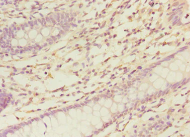 Immunohistochemistry (Formalin/PFA-fixed paraffin-embedded sections) - Anti-NELF-B antibody (AB237027)
