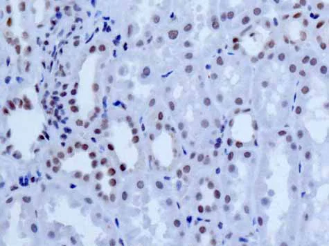 Immunohistochemistry (Formalin/PFA-fixed paraffin-embedded sections) - Anti-NELF-B antibody [EPR11200] (AB167401)