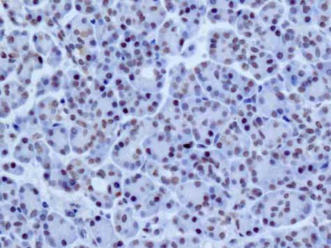Immunohistochemistry (Formalin/PFA-fixed paraffin-embedded sections) - Anti-NELF-B antibody [EPR11200] (AB167401)