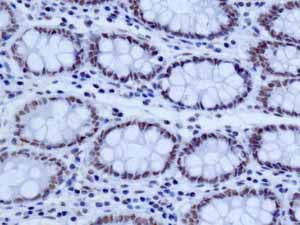 Immunohistochemistry (Formalin/PFA-fixed paraffin-embedded sections) - Anti-NELF-B antibody [EPR11200] (AB167401)
