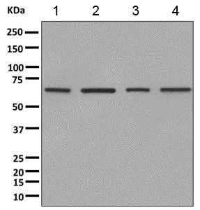 Western blot - Anti-NELF-B antibody [EPR11200] (AB167401)