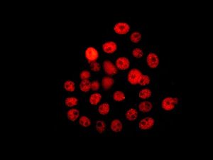 Immunocytochemistry/ Immunofluorescence - Anti-NELF-B antibody [EPR11200] - BSA and Azide free (AB232061)