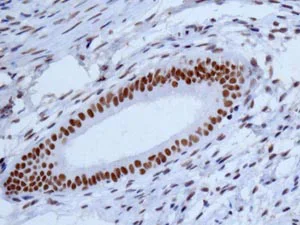 Immunohistochemistry (Formalin/PFA-fixed paraffin-embedded sections) - Anti-NELF-B antibody [EPR11200] - BSA and Azide free (AB232061)