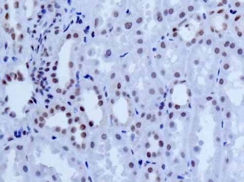 Immunohistochemistry (Formalin/PFA-fixed paraffin-embedded sections) - Anti-NELF-B antibody [EPR11200] - BSA and Azide free (AB232061)
