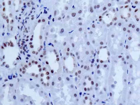 Immunohistochemistry (Formalin/PFA-fixed paraffin-embedded sections) - Anti-NELF-B antibody [EPR11200] - BSA and Azide free (AB232061)