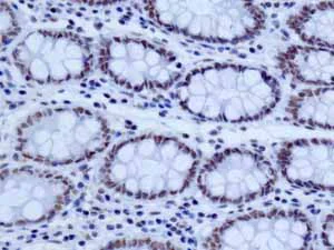Immunohistochemistry (Formalin/PFA-fixed paraffin-embedded sections) - Anti-NELF-B antibody [EPR11200] - BSA and Azide free (AB232061)