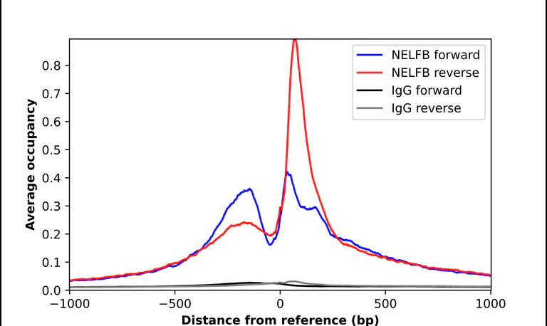 ChIP - Anti-NELFB Antibody (AB327200)