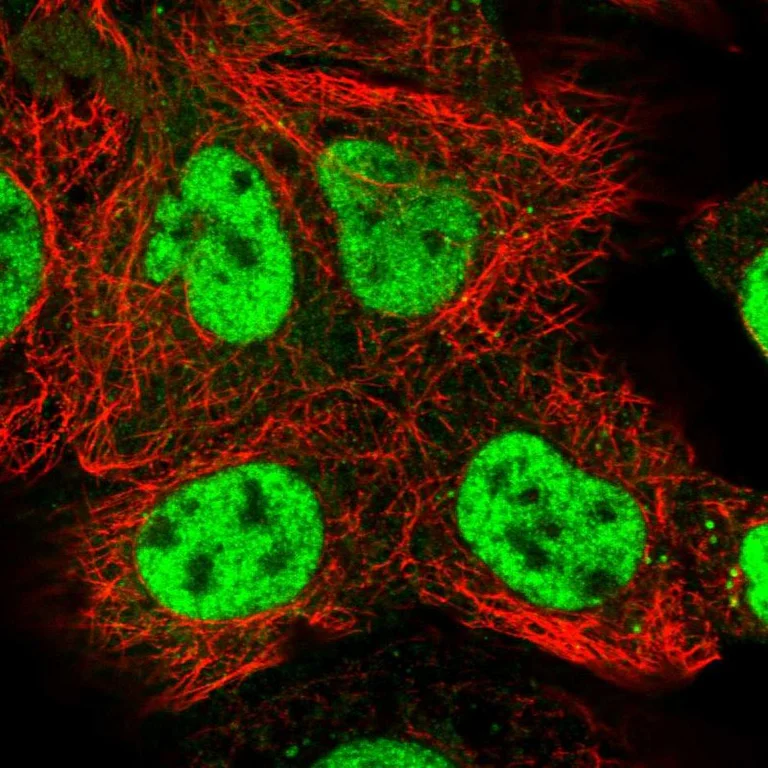 Immunocytochemistry/ Immunofluorescence - Anti-NELFB Antibody (AB327200)