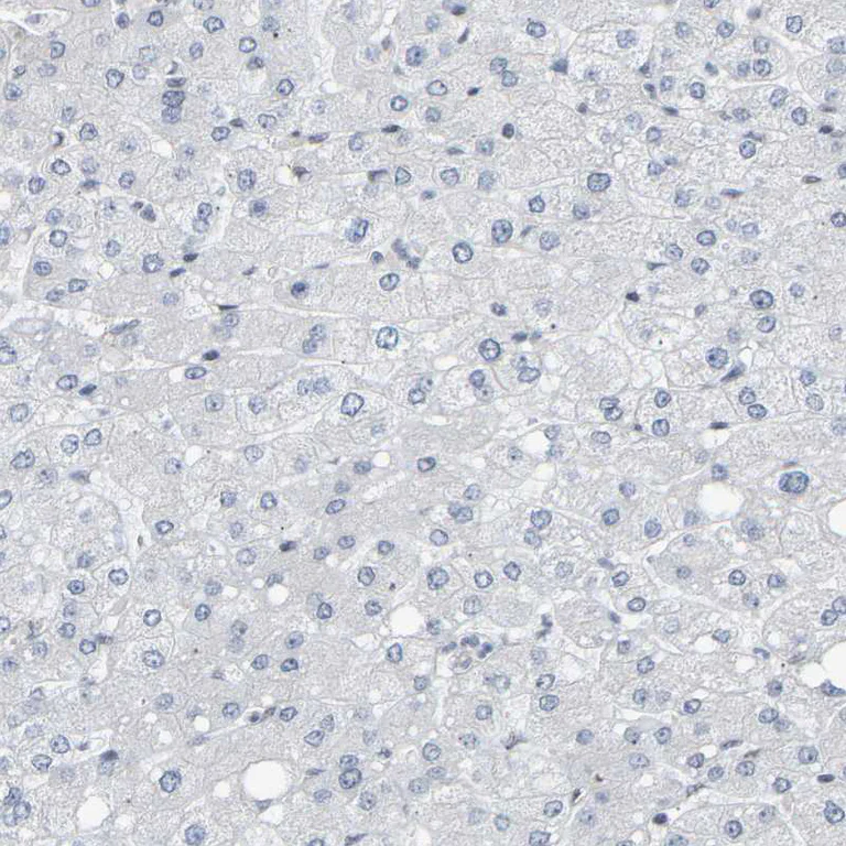 Immunohistochemistry (Formalin/PFA-fixed paraffin-embedded sections) - Anti-NELFB Antibody (AB327200)